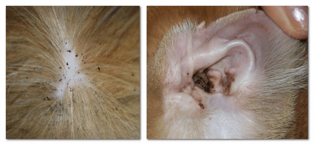 Carpet cleaning to remove flea infestation 1 flea infestation